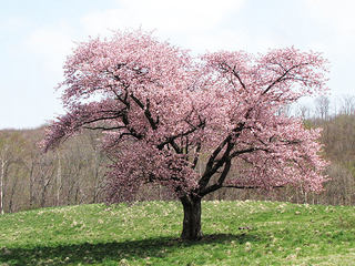山根一本桜(2).jpg
