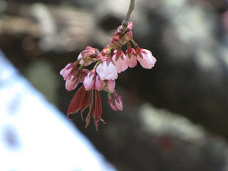 1本桜つぼみ.jpg